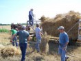 /album/museum-photos/wheat-harvest-022-jpg/